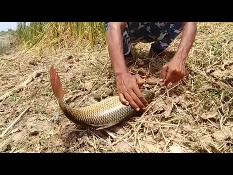 Fish hunting||Fishing for big rohu fish