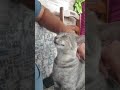 Brezilya Sergipe Aracaju #Kedi