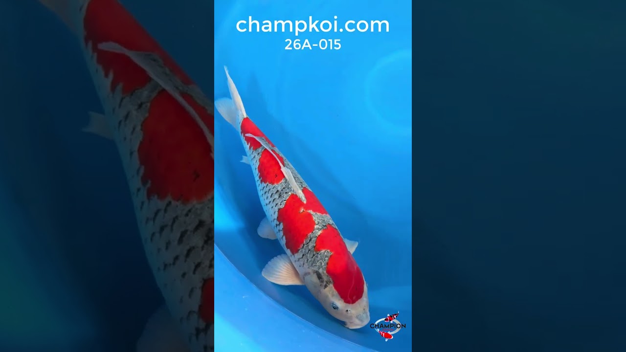 26A-015: 62cm Kanno Goshiki | ChampKoi - Champion Nishikigoi