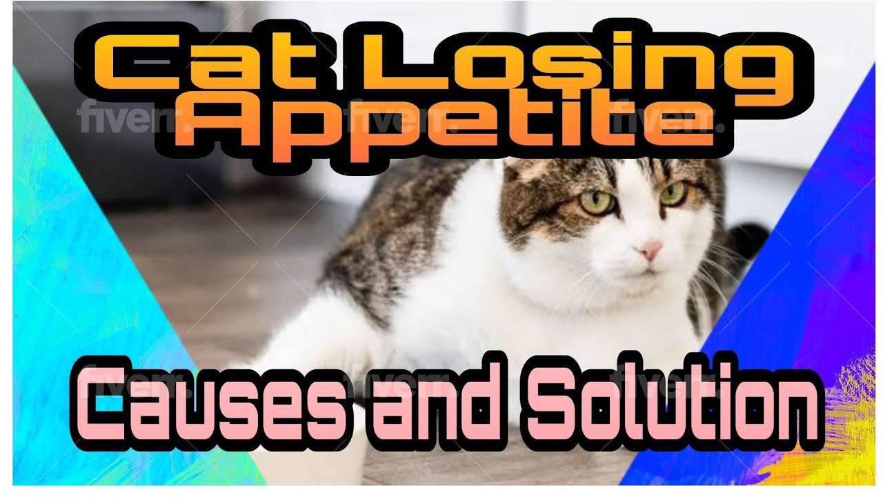 gabapentin cats loss of appetite