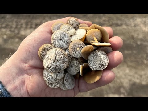 РУКА СЧАСТЬЯ ИЗ ПОГАНОЧЕК ! СТРОБИЛЮРУС ! Грибы 2024 !