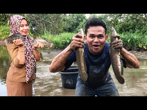 PNS CANTIK PANEN IKAN NILA SEMOK DAN IKAN GABUS BESAR