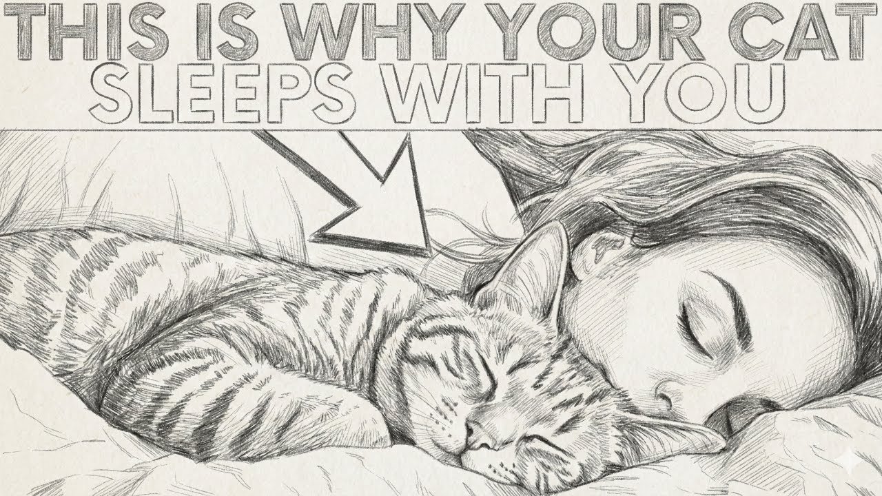 Why Do Cats Love "Stealing" Your Bed? The Truth Will Shock You!