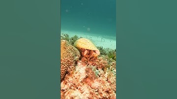 SUPERCRAB growing into his shell