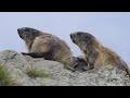 The Search for Alpine Marmot