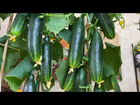 ЗАПОМНИТЕ! ЭТА ФОРМИРОВКА ОГУРЦА САМАЯ ЛУЧШАЯ ДЛЯ ДОМАШНЕГО ВЫРАЩИВАНИЯ!