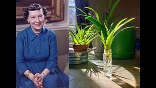 Propagating A Descendant Of Mamie Eisenhower's Spider Plant! Can I Keep It Alive? | Just Being Mom