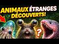 Des Animaux Découverts Récemment Qui Ressemblent à des Aliens