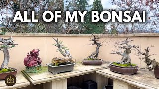 How Many Bonsai Trees I Have & How Old They Are | Q&A