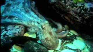 Fooled by Nature   Intelligent Octopus