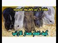 فطام الارانب بالطريقة الصحيحه