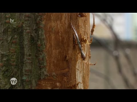 Video: Korkeiche (28 Fotos): Warum Rinde Sammeln? Stirbt Der Baum Nach Dem Entfernen Der Rinde? Wo Wächst Es In Russland Und Wie Wird Es Verwendet?