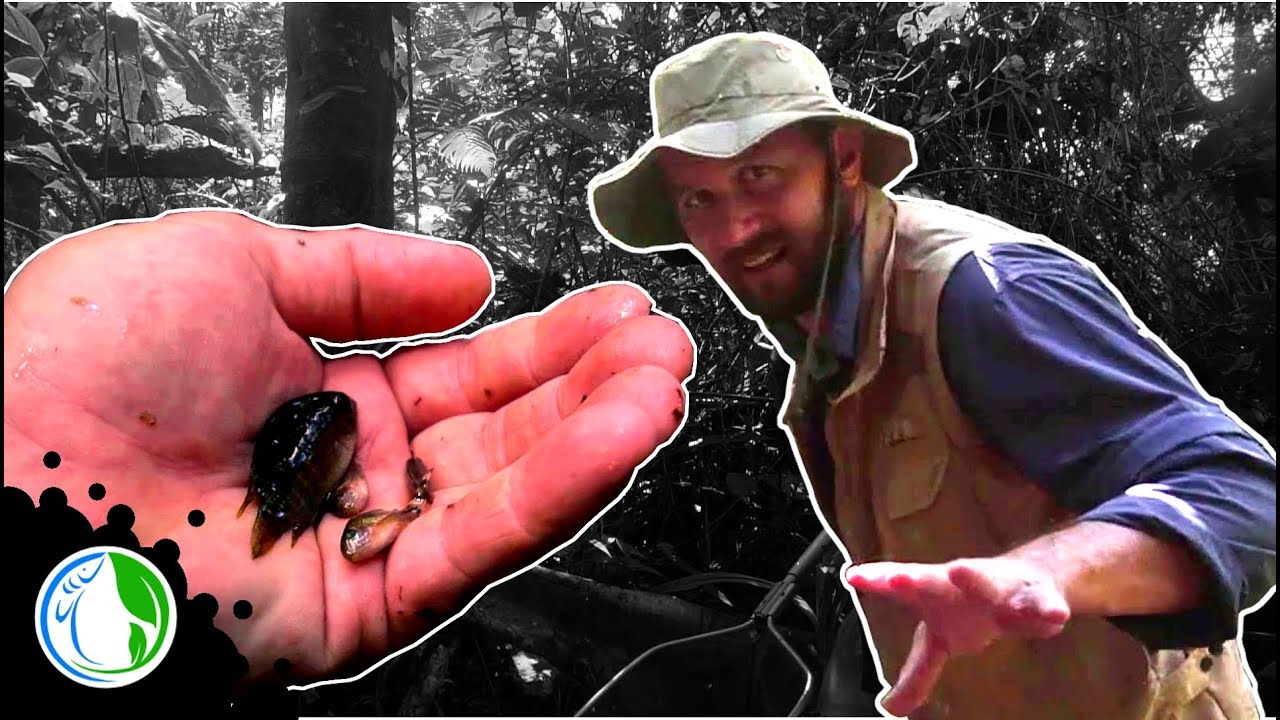 CATCHING WILD AQUARIUM FISH IN PERU - AWESOME FISH!