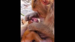 mother's love .. look how a monkey mother check their babay's eye.. touching to heart ..