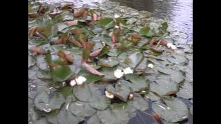 Aš Tave Myliu / Aš Atsiprašau / Prašau Atleisk Man / Ačiū