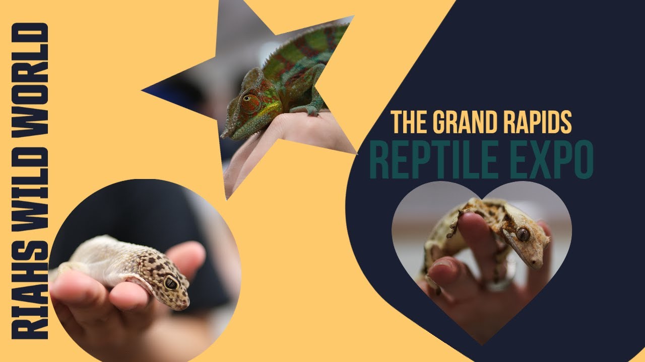 Grand Rapids Michigan Reptile Expo! So many cool reptiles! - YouTube