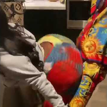 A big ass girl giving Michael Blankson a hot lap dance.....