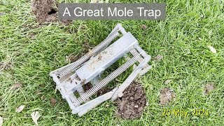 Easy Mole Trap — Oak Hill