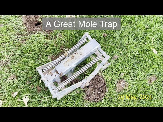 Easy Mole Trap — Oak Hill