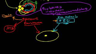 Pathophysiology of Diabetic Nephropathy