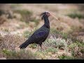 Reasons for Hope: saving the Northern Bald Ibis in Morocco