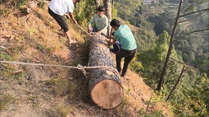 डरलाग्दो भिरमा रुख ढालियो