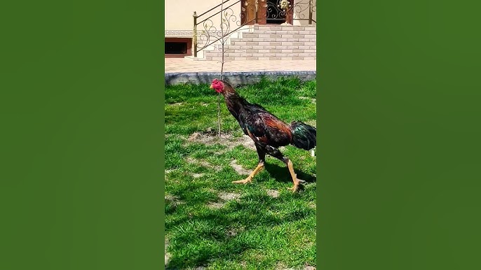 Dadamning qizlari serialidan dadamning qizlari bilan jinsiy aloqani tomosha qiling