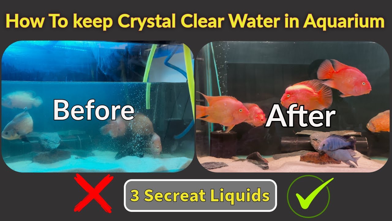 How To Keep Crystal Clear Water In Aquarium | 3 Secret Liquids | Tips