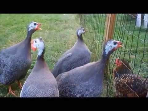 Why guineas are annoying