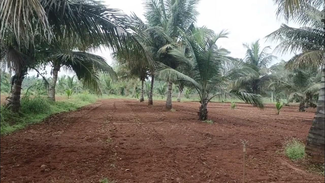4.20 acres RTC 1 acre extra coconut farm house for sale Chamarajanagar (8618143750) YouTube