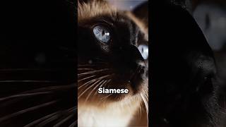 The Origin of Siamese Cats!  #origin #siam #history #breed #shorts
