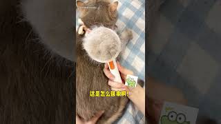 招财的聪明毛还能长回来吗，这生发剂怎么用哪都不管用啊#lucky #cat #萌寵 #cute #funny #shorts