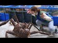 Mukbang asmr 5kg gigantesque crabe des neiges giant king crab eatingsound eatingshow ssoyoung