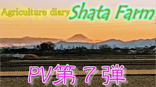 shata農園オリジナル PV第７弾／きゅうり農家／きゅうり栽培／愉快なshata農園