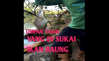 UMPAN TAJUR JITU UNTUK IKAN BAUNG!!! di jamin pasti dapat