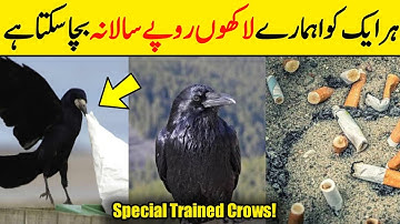 Swedish Company Trains Crows To Clean Up Cigarette Butts Very Incredible Initiative By Sweden