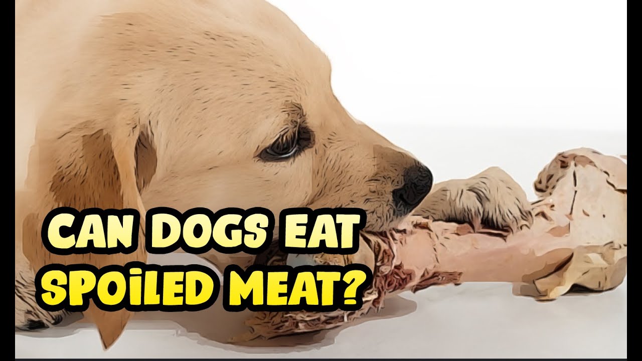 Can A Dog Eat Spoiled Chicken?