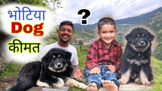 पहाड़ों का शेर भोटिया कुत्ता कीमत देखकर ! हैरान रह जाएंगे  Himalayan bhotiya Dog  कहां मिलते हैं।