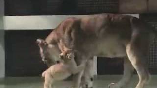 赤ちゃんライオン　じゃれあう Lion Babies