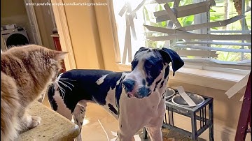 Cat Is Shocked At Great Dane