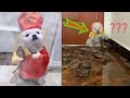 Tik Tok Chó Phốc Sóc Mini | Funny and Cute Pomeranian Videos #21