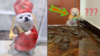 Tik Tok Chó Phốc Sóc Mini | Funny and Cute Pomeranian Videos #21 by So Cute 50,743 views 3 years ago 8 minutes, 51 seconds