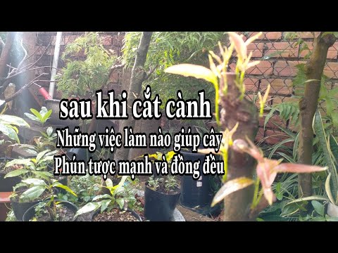 Video: Điều gì sẽ nói lên vết cắt của cây