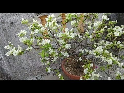 Video: Bougainvillea mister blomstrende - tips til pleje af ikke-blomstrende bougainvillea-vinstokke