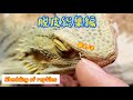 【脱皮編】面白くて可愛い爬虫類映像特集！Funny and cute reptile videos! Shedding compilation