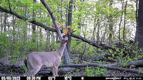 BuckVine by BuckStik (BuckStick) Best Vine Mock Scrape System