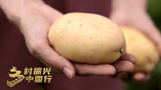 河北张北：一年生产8亿颗！张北微型薯还分“祖孙三代”？不按斤卖按个卖！「乡村振兴中国行」 | 财经风云