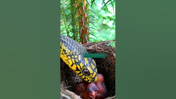 The snake sees the baby birds #nature