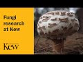 Fungi research at Kew