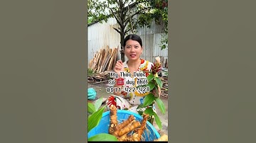 Uống củ cát lồi hết hôi ngứa, khí hư, huyết trắng, nấm Candida hay lắm chị em #mythaoduoc #thuocnam